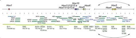 Schematic Representation Of The Hox Gene Cluster Of Halocynthia