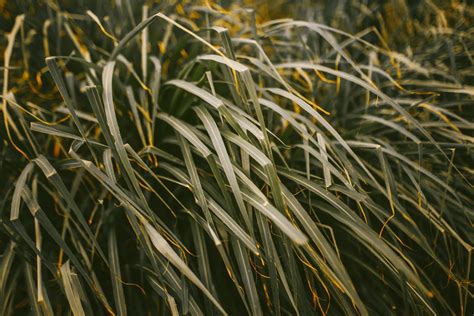 Free Images Tree Nature Branch Field Sunlight Leaf Flower