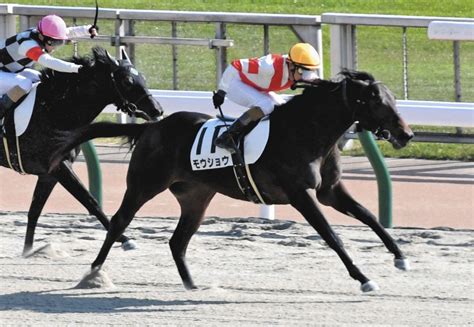 【東京6r新馬戦】1番人気モウショウが人気に応える、和田竜「まだ子供っぽいけど能力は高い」と素質評価：中日スポーツ・東京中日スポーツ