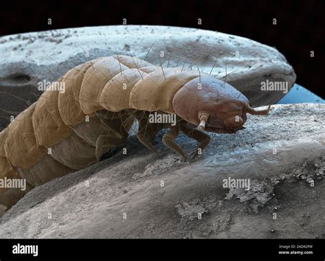 Flour Beetle Larva Coloured Scanning Electron Micrograph Sem Of The