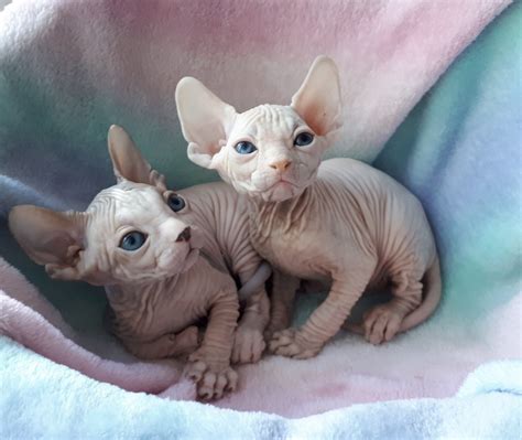 Sphynx Cats For Sale Hallwood Court Mi