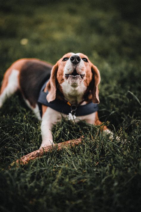 Discover IGP Beagle Training 2023 Unleash Your Beagle S Potential