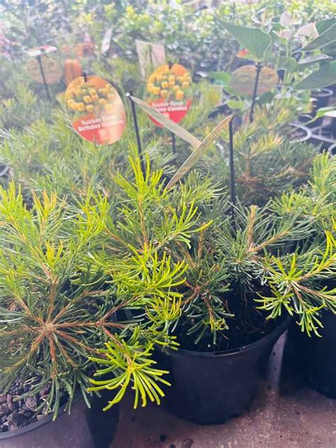 Banksia Spinulosa Birthday Candles Neth Green