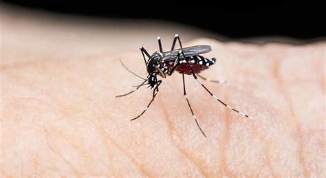 Febbre Dengue Allarme Al Circeo Infettata Una Donna Di Roma Disposta