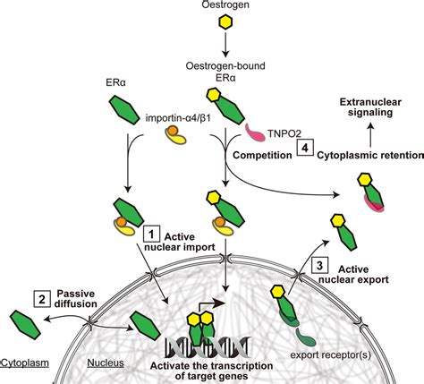 A Model For The Nucleocytoplasmic Shuttling Of Er Regulated By The