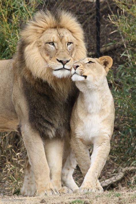 Two Adult Lions Standing Next To Each Other