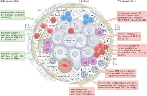 Cancer Treatment Exploring Various Cytokine And Anticytokine Therapies