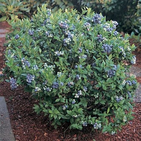 DWARF BLUEBERRIES – Twin Oaks Nursery