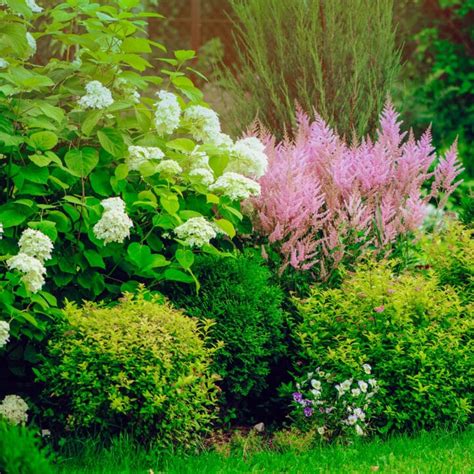 Hydrangea Companion Plants