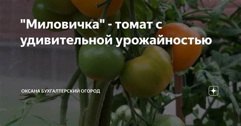"Миловичка" - томат с удивительной урожайностью | Оксана Бухгалтерский ...