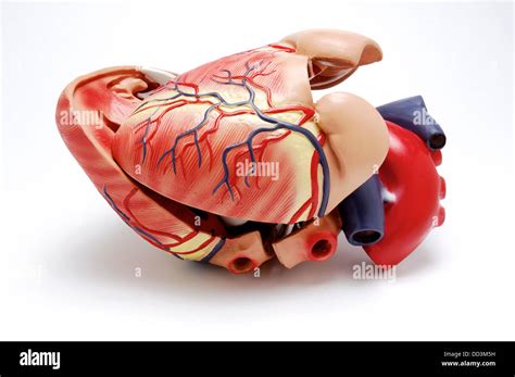 Cuore Umano Anatomico Immagini E Fotografie Stock Ad Alta Risoluzione