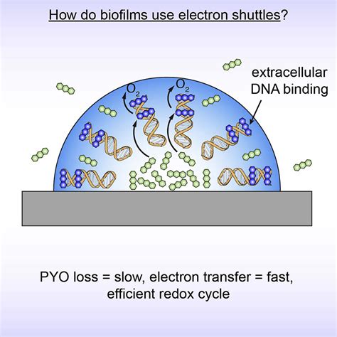 Extracellular Dna Promotes Efficient Extracellular Electron Transfer By