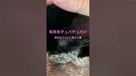 母猫を思い出してるのかな？毛布をふみふみチュパチュパする子猫 Kitten Rumbling And Fumbling On A