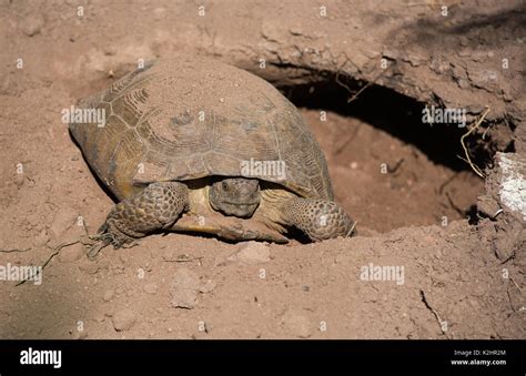 Madriguera de tortuga del desierto fotografías e imágenes de alta