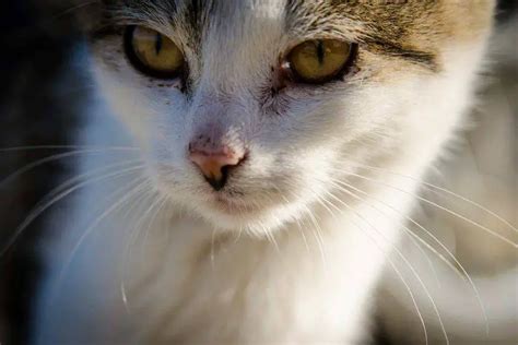 Esporotricosis En Gatos Causas S Ntomas Y Tratamiento Vida Con