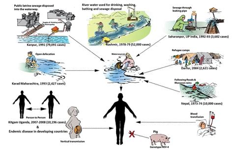 Viruses Free Full Text Transmission Of Hepatitis E Virus In