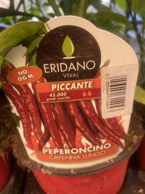 Peperoncino Piccante Cayenna Lungo Vaso Cm Vivaio Menzani