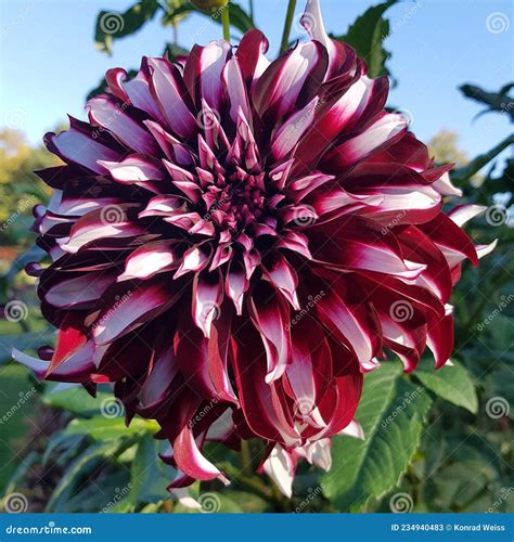 Dahlia Tartan Dahlia Cultivars Decorativos Imagen De Archivo Imagen