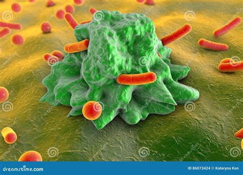 Phagocytosis Macrophage Engulfing Bacteria Of Different Shapes Stock