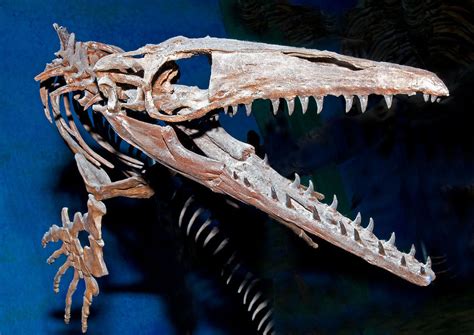 Mosasaur Fossil Photograph By Millard H Sharp Fine Art America