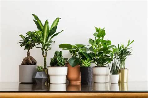 7 Best Houseplants For Beginners Constant Delights