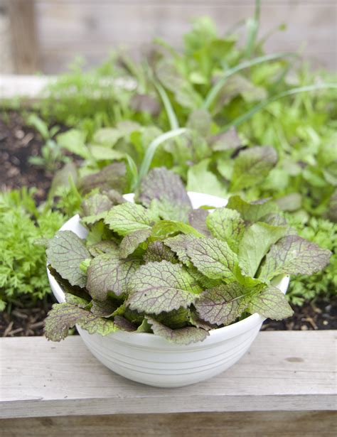 How To Grow Mustard Greens In An Organic Kitchen Garden • Gardenary