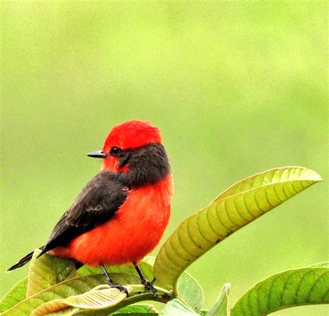 Pedro Jos Rivera Giraldo On Twitter Rt Eatehortuad El Rojo