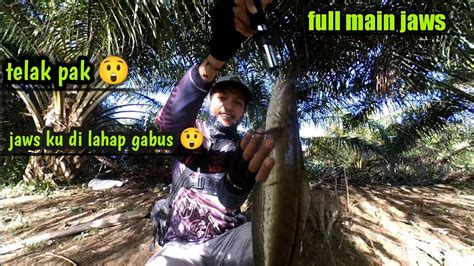 Casting Gabus Pakai Jaws Frog Sambarannya Sedap Mancing Gabus