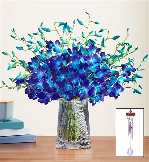 Ocean Breeze Orchids | 1800Flowers.com