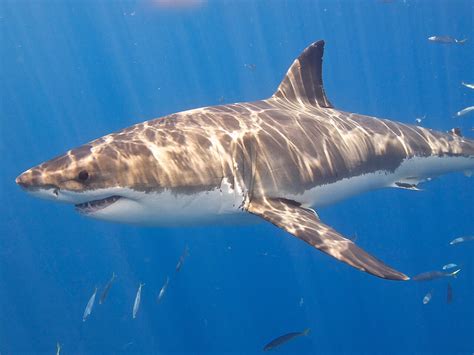 Shark Attack Numbers Remained Extremely Low In 2020 But Fatalities Spiked