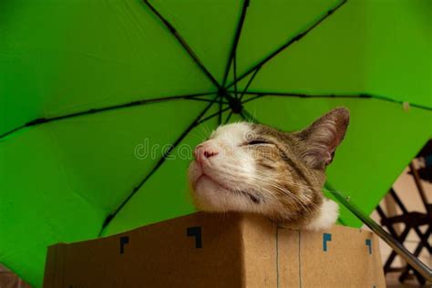 A Cat Sleeping Inside a Box. Stock Image - Image of calm, lovely: 243491929