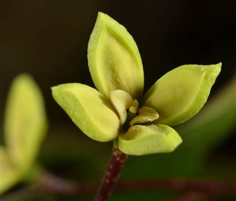 Chionanthus Mildbraedii Oleaceae Image At Phytoimages Siu Edu