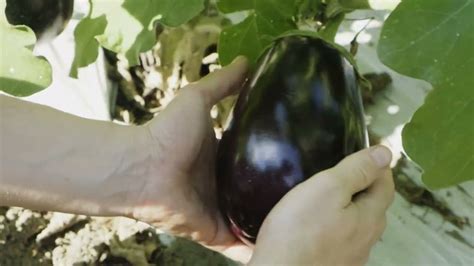 Production Eggplant Youtube