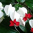 Amazon Bleeding Heart Vine Seeds Glory Bower Clerodendrum