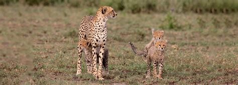 New Life for Cheetah Cubs | Botlierskop Game Reserve