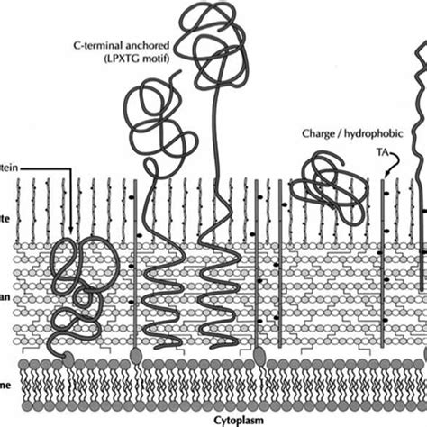 PDF Surface Proteins On Gram Positive Bacteria