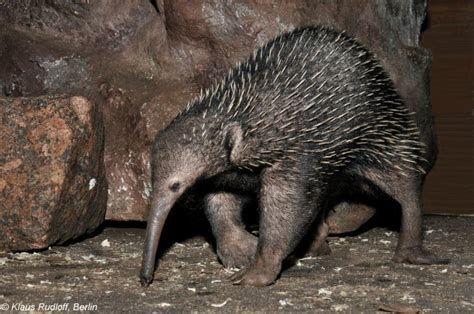 Western Long-beaked Echidna - Traits, Facts, Profile - Mammal Age