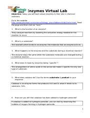 Lab Bench Virtual Enzyme Lab Docx Enzymes Virtual Lab Objective