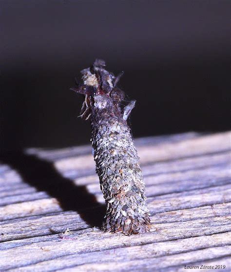 Bagworm Moth Caterpillar Project Noah