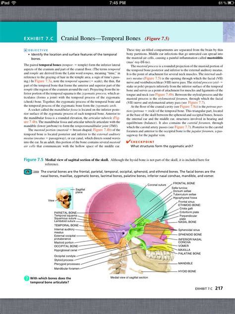 Principles Of Anatomy And Physiology Chapter 7 The Skeletal System