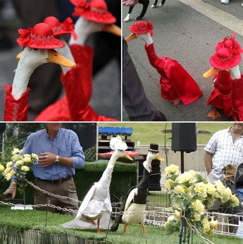 Did You Know Theres An Annual Duck Fashion Show In Sydney