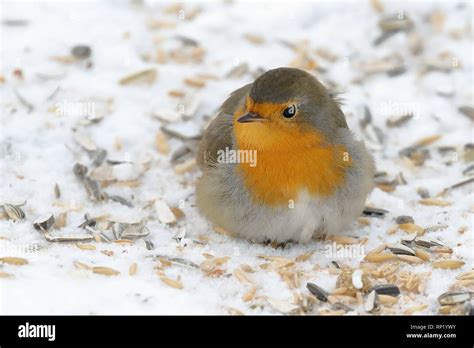 European robin in winter Stock Photo - Alamy