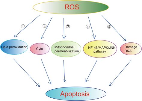 Frontiers Mitochondrial Dysfunction In Neural Injury