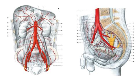 A Iliaca Interna Externa Diagram Quizlet