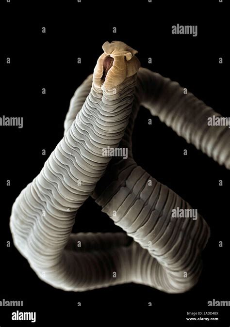 Coloured Scanning Electronmicrograph Sem Of A Tapeworm Eubothrium Crassum Tapeworms Are