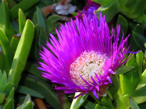 Piante Grasse Con Fiori Fucsia Accessori Per La Casa