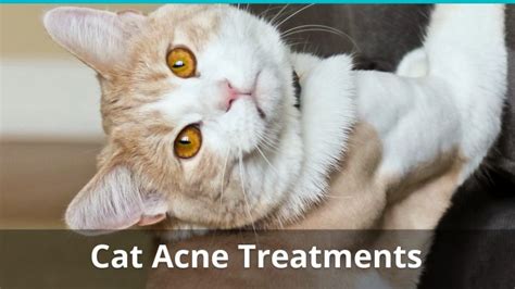 Cat Acne: What Is Feline Chin Acne And What Is The Right Treatment?