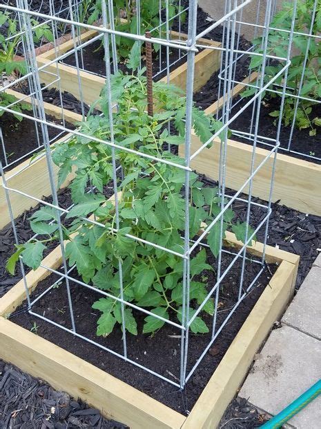 Build The Best Tomato Cages Ever Vegetable Garden Design Tomato Trellis Home Vegetable Garden