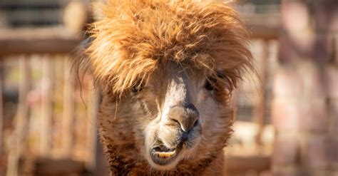 Shallow Focus Photography of Brown Llama · Free Stock Photo