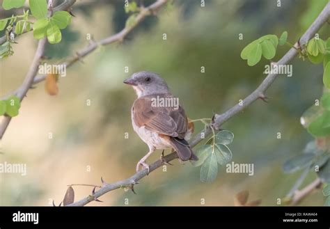 Northern Grey Headed Sparrow Passer Griseus Stock Photo Alamy